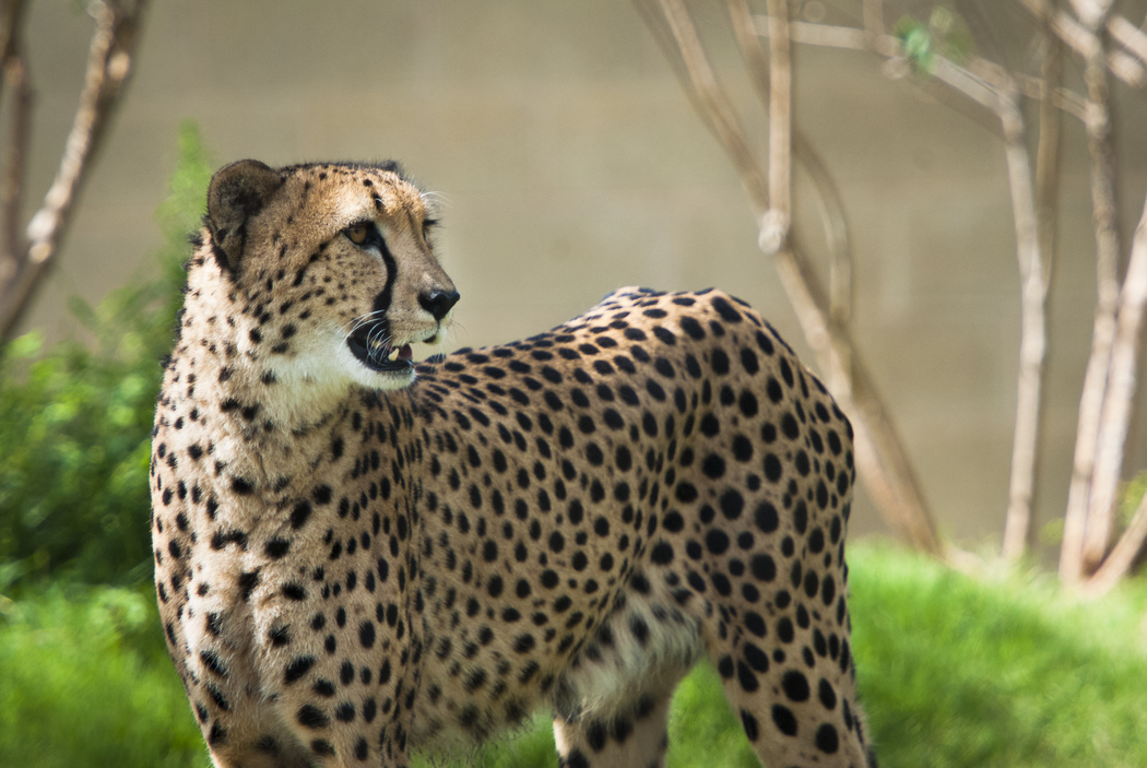 Cheetah 0170 3693