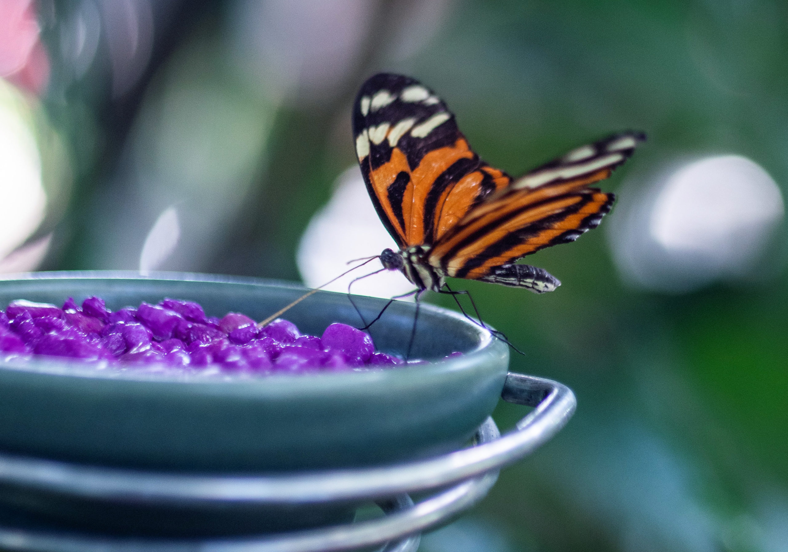 How to Make a Butterfly Garden | Texas Farm Bureau Insurance