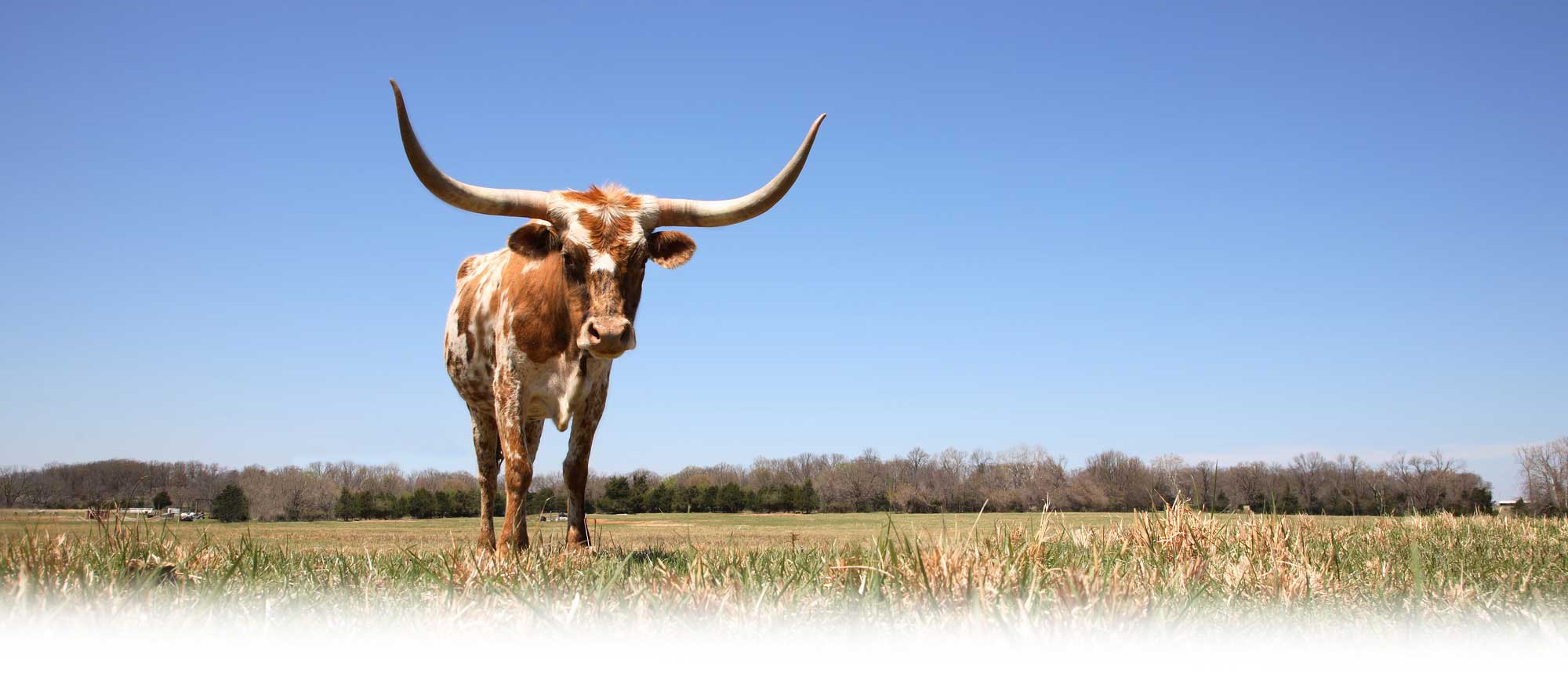Texas Farm Bureau Insurance: Home